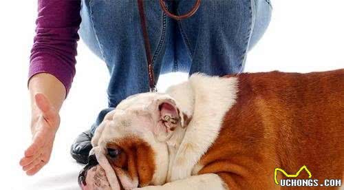 怎样与狗狗相处得更好?怎样训练自家狗子?你知道嘛!