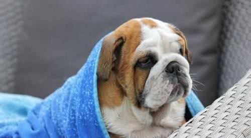 怎样与狗狗相处得更好?怎样训练自家狗子?你知道嘛!