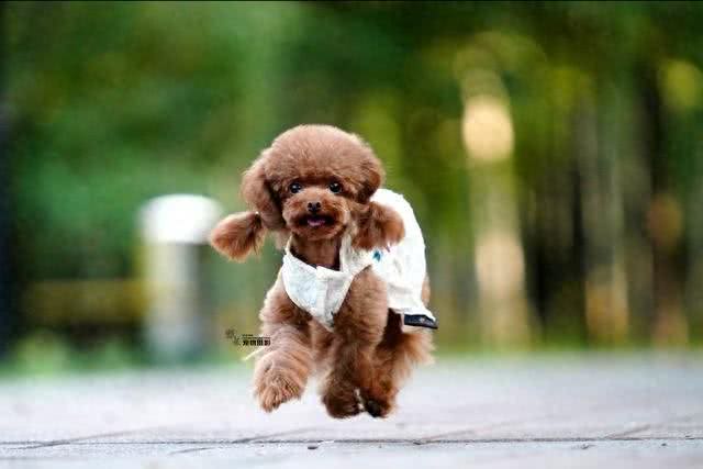 泰迪犬为什么发抖?颤抖的原因和解决方法!