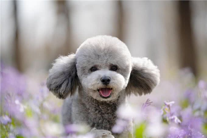 泰迪犬为什么发抖?颤抖的原因和解决方法!