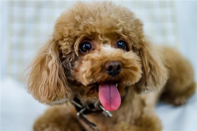 泰迪犬为什么发抖?颤抖的原因和解决方法!