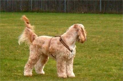 关于狗狗断尾那些事,作为爱狗的主人,有些事你需要知道