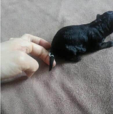 关于狗狗断尾那些事,作为爱狗的主人,有些事你需要知道