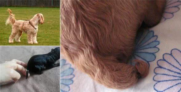 关于狗狗断尾那些事，作为爱狗的主人，有些事你需要知道