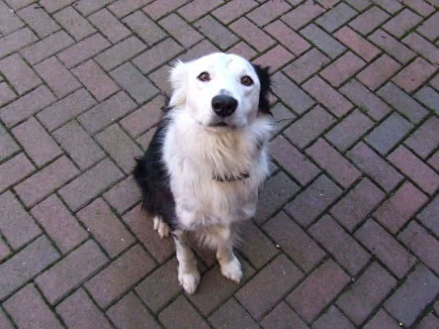 狗狗表达爱的6个信号