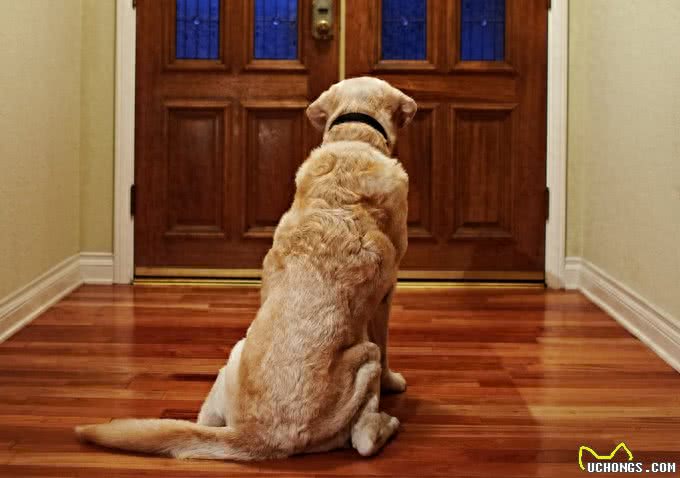 狗狗表达爱的6个信号