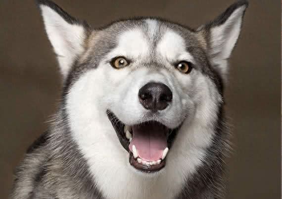 狗狗表达爱的6个信号