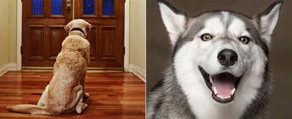 狗狗表达爱的6个信号