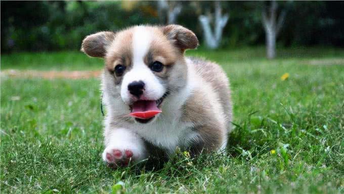 出门总被狗狗拽着走,拉也拉不住,狗狗为何出门就疯跑?