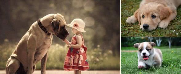 出门总被狗狗拽着走，拉也拉不住，狗狗为何出门就疯跑?