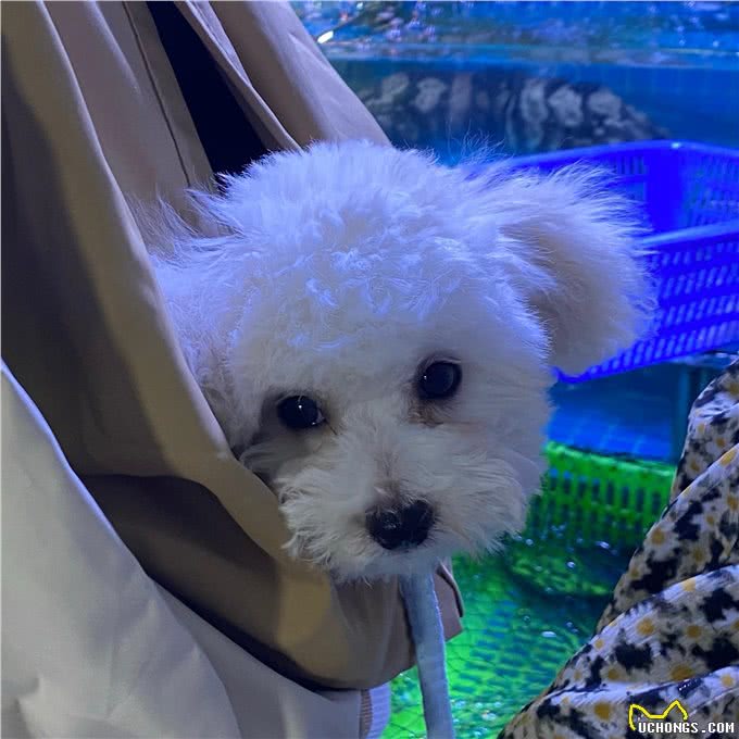 世界上智商排名前十的狗狗!第一名果然是它!