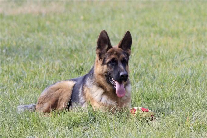 世界上智商排名前十的狗狗!第一名果然是它!