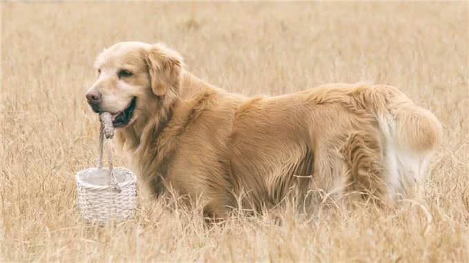 世界上智商排名前十的狗狗!第一名果然是它!
