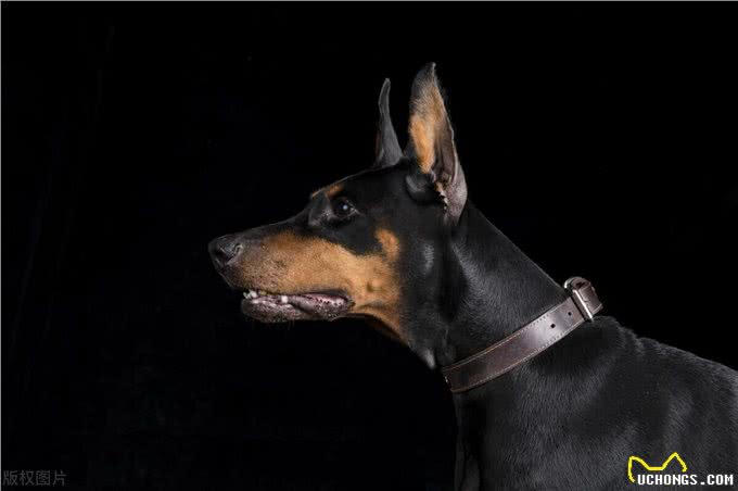 世界上智商排名前十的狗狗!第一名果然是它!