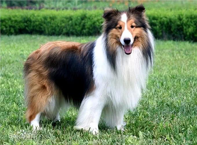 世界上智商排名前十的狗狗!第一名果然是它!