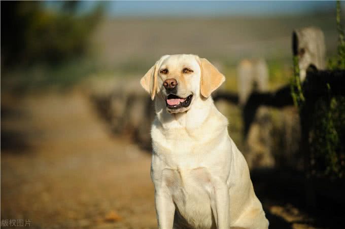 世界上智商排名前十的狗狗!第一名果然是它!