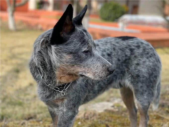 世界上智商排名前十的狗狗!第一名果然是它!