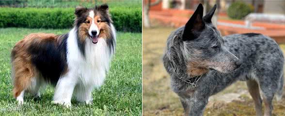 世界上智商排名前十的狗狗!第一名果然是它!