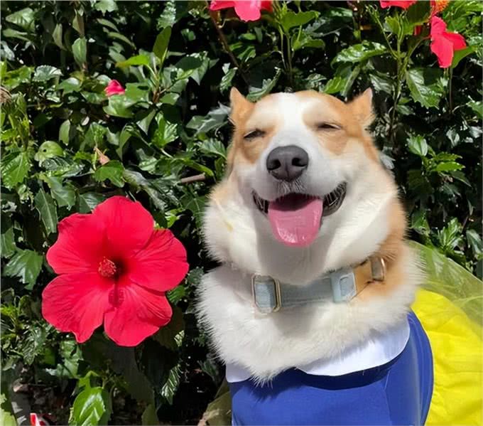 一只狗狗生活幸福，会有什么表现?