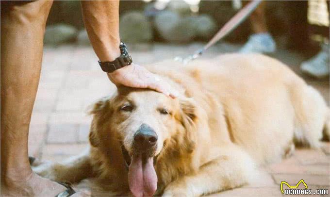 一只狗狗生活幸福，会有什么表现?