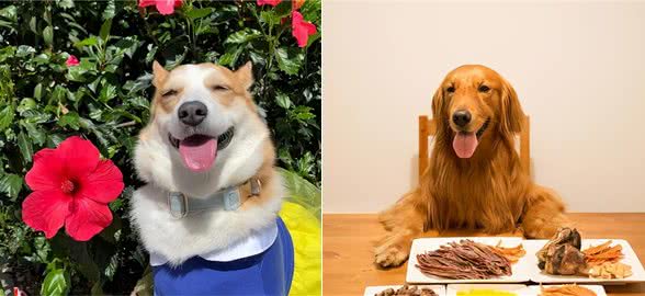 一只狗狗生活幸福,会有什么表现?