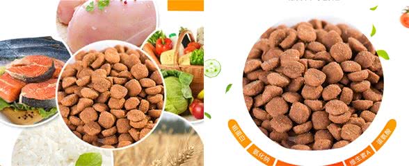 教你如何分辨狗粮的好坏