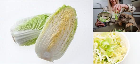 狗狗可以吃白菜吗?喂食白菜的注意事项与每日适量量