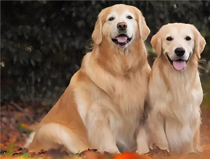 公犬VS母犬哪个更好养?养过的才懂，区别真的很大