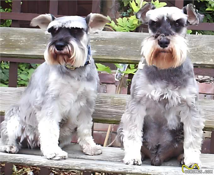 公犬VS母犬哪个更好养?养过的才懂，区别真的很大