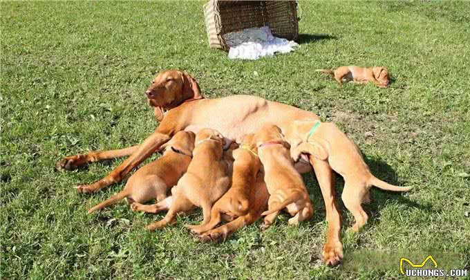 公犬VS母犬哪个更好养?养过的才懂，区别真的很大