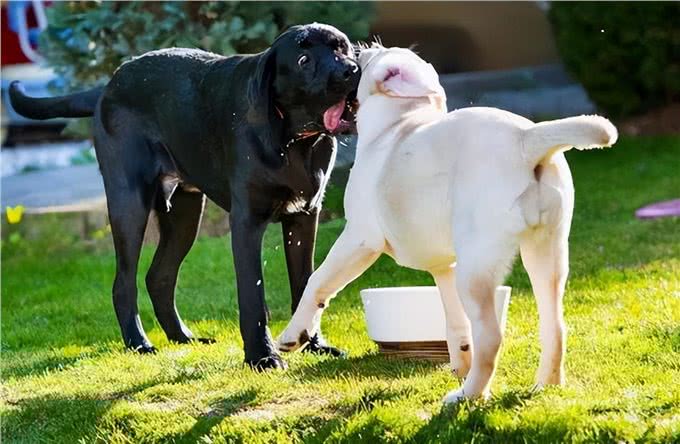 公犬VS母犬哪个更好养?养过的才懂，区别真的很大