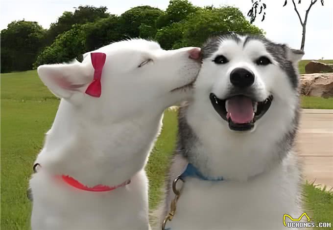 公犬VS母犬哪个更好养?养过的才懂，区别真的很大