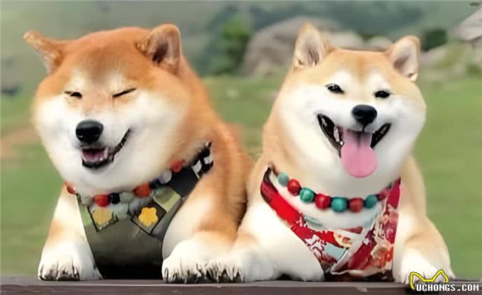 公犬VS母犬哪个更好养?养过的才懂，区别真的很大