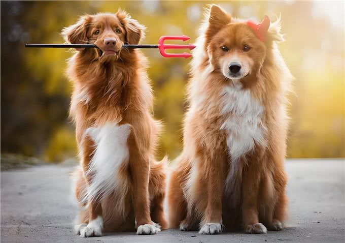 公犬VS母犬哪个更好养?养过的才懂，区别真的很大