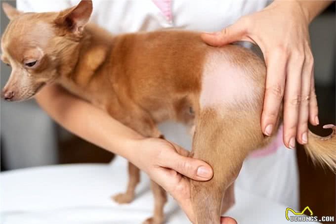 狗狗的稀疏毛发可能是疾病的信号!及时发现并采取措施是关键