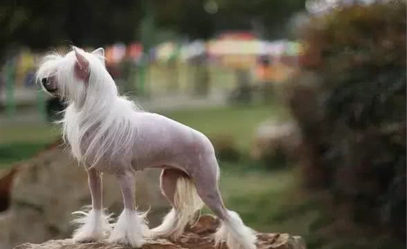 猫狗掉毛可以理解,但它的毛秃了是个什么鬼?