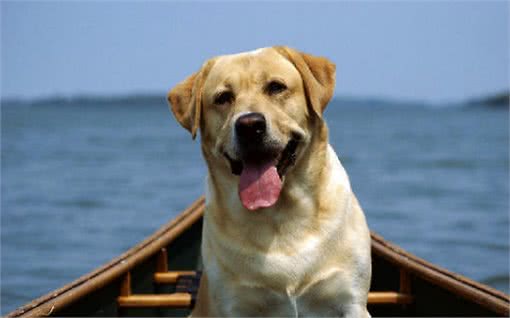 狗狗呕吐，主人真的知道原因吗?别把这件事不当回事，可能是大病