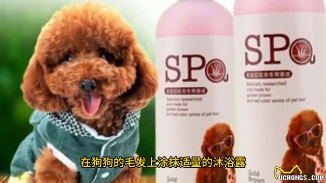 给狗狗洗澡必须要注意的事，你知道吗?