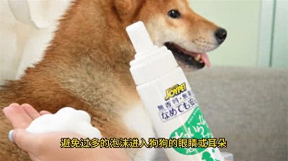 给狗狗洗澡必须要注意的事,你知道吗?