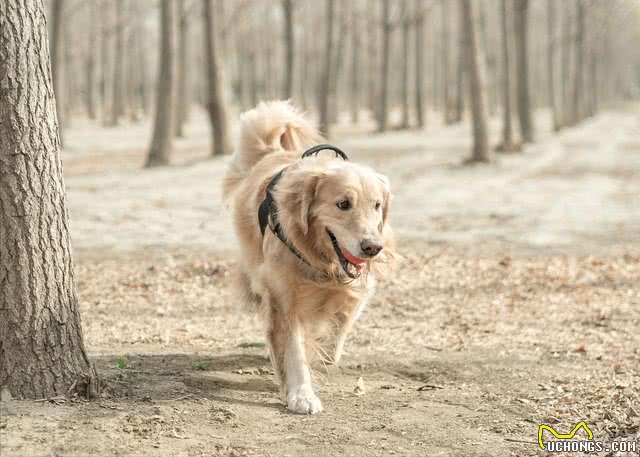 面对金毛狗吐黄水，主人可别大意，容易酿成大错
