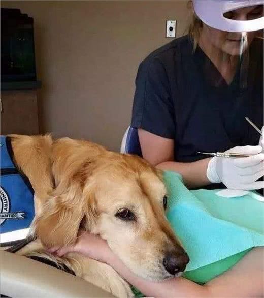 面对金毛狗吐黄水，主人可别大意，容易酿成大错