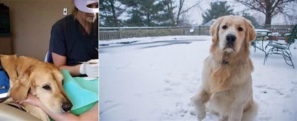 面对金毛狗吐黄水,主人可别大意,容易酿成大错