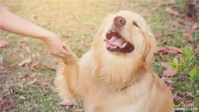 狗的交际圈有多广?网友：工作是它找的，孩子上学都是依靠它