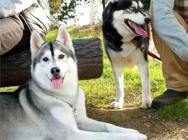 狗的交际圈有多广?网友：工作是它找的，孩子上学都是依靠它