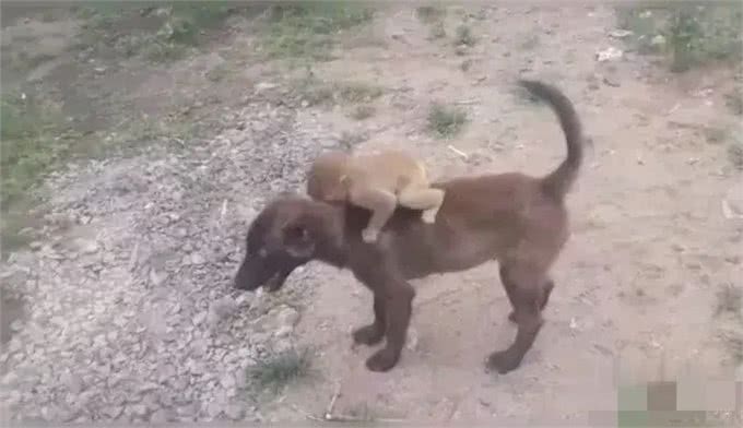 狗的交际圈有多广?网友：工作是它找的，孩子上学都是依靠它