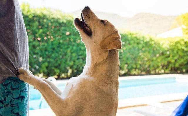 拉布拉多犬如何正确投喂?记住这六点，让你的狗狗状态爆棚