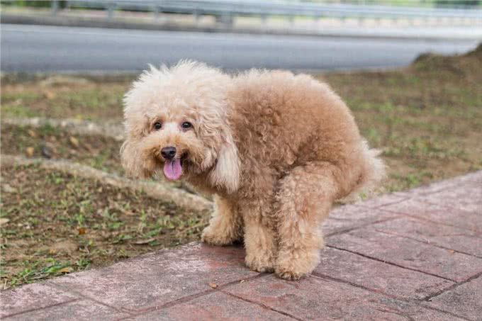 狗狗拉屎前转圈竟然是因为这些!