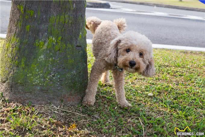 狗狗拉屎前转圈竟然是因为这些!