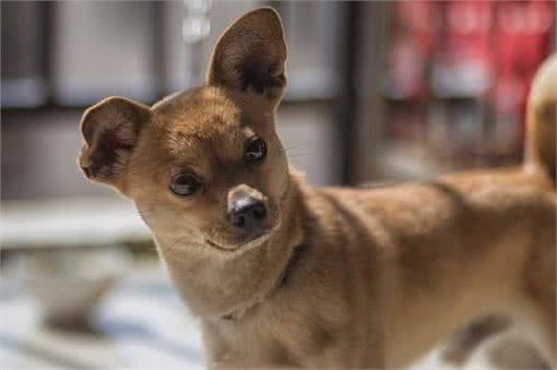 这5种狗狗弃养率最高!其中土狗第一名