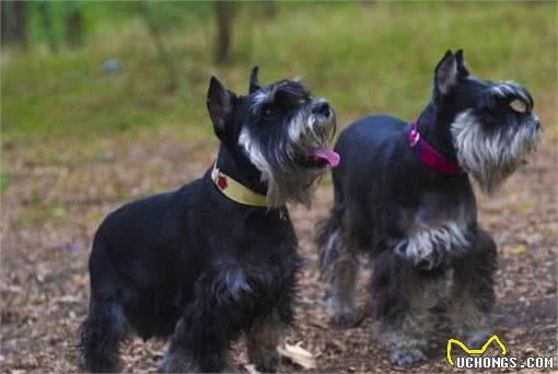 这5种狗狗弃养率最高!其中土狗第一名